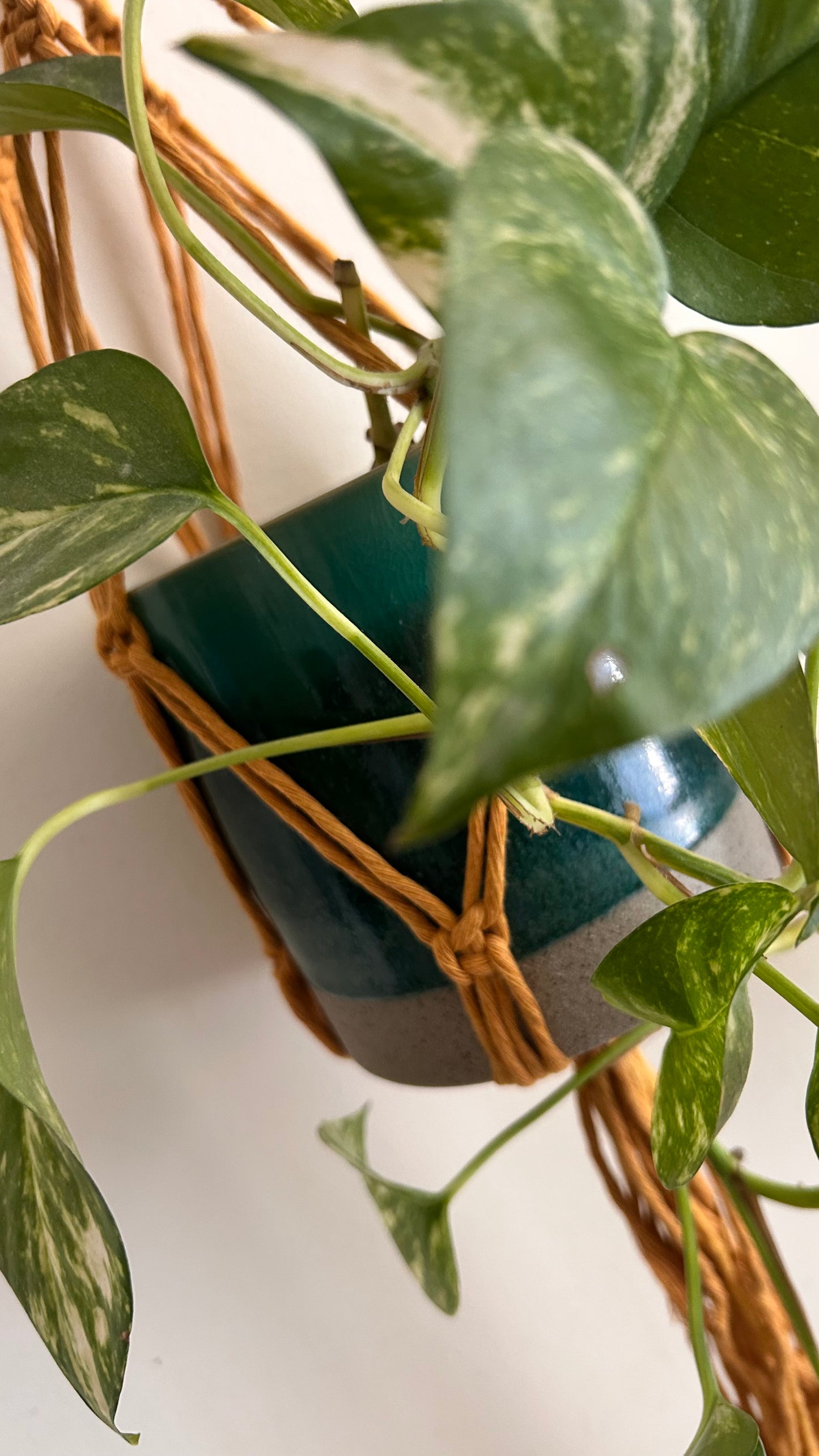 Portavaso in Macramè da Parete | Portapianta Handmade Boho