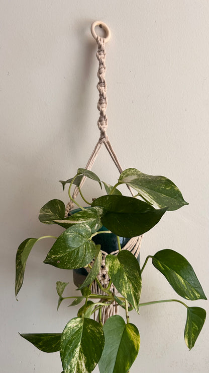 Portavaso in Macramè da Appendere | Portapianta Boho Handmade